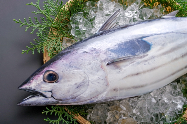 水産加工 機械 動かない 高知